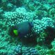 16- Poisson-ange empereur 